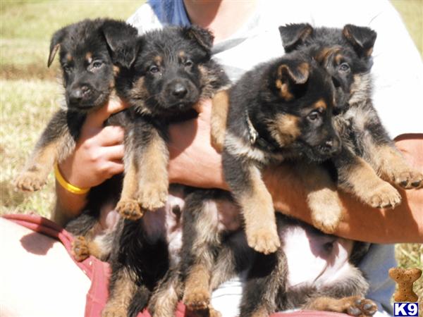 Puppies in Tampa